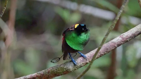 Wilson's bird of paradise 3 Stock Footage 277134512
