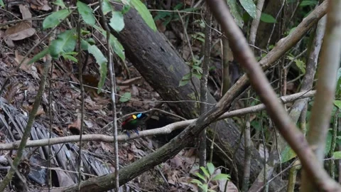Wilson's bird of paradise 7 Stock Footage 277134536