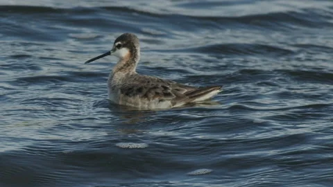 Wilson's Phalarope dabbling for insects on wavy lake, 4k Stock-Footage 225005386