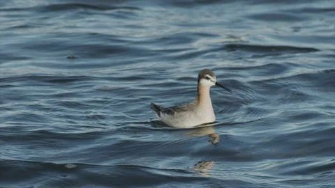 Wilson's Phalarope dabbling for insects on windy lake, slo-mo, 4k Video stock 225008620