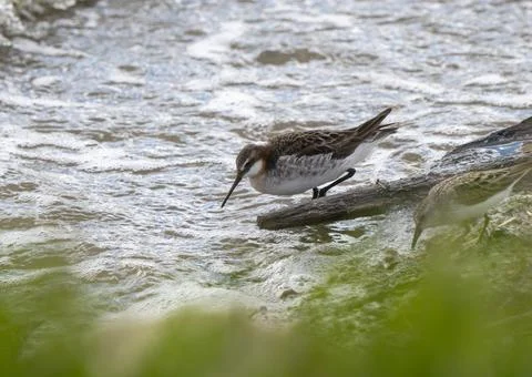Wilson's Phalarope Saskatchewan Stock Photos