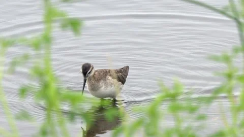 Wilson's phalarope wading bird hunts for food in shallow pond water Stock Footage 338989449