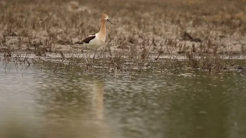 Wilson's Phalarope walking on the mud for feeding 스톡 동영상 120699916