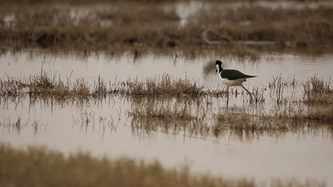 Wilson's Phalarope walking on the mud for feeding Vídeos de archivo 120699931