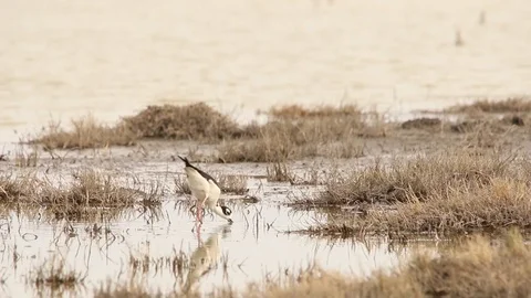 Wilson's Phalarope walking on the mud for feeding Stock-Footage 120700078