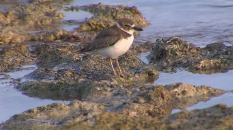 Wilsons plover 02 Stock Footage 10714835