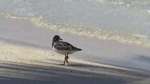 Wilson's Plover Bird limping on the beach Stock Footage 138643694