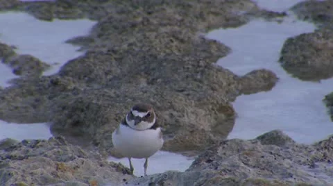 Wilsons plover Stock Footage 10714967