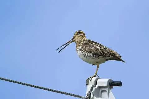 Wilson's snipe calls out while perched. Stock Photos