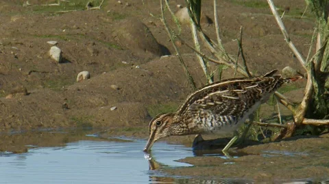 Wilson's Snipe Stock Footage 283779