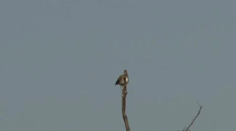 Wilson's snipe Stock Footage 18190297
