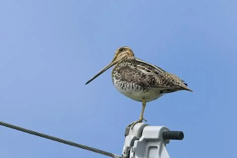 Wilson's snipe perched on a post. Stock Photos