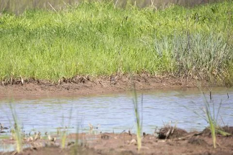 Wilson's Snipe Stock Photos