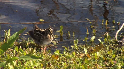 Wilson's Snipe Preening Along Marsh Shoreline Stock Footage 35048037