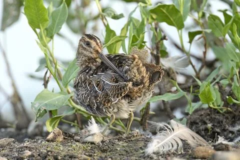 Wilson's snipe preening itself. Stock Photos