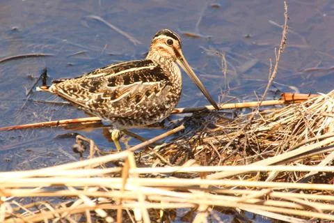 Wilsons snipe in spring Stock Photos