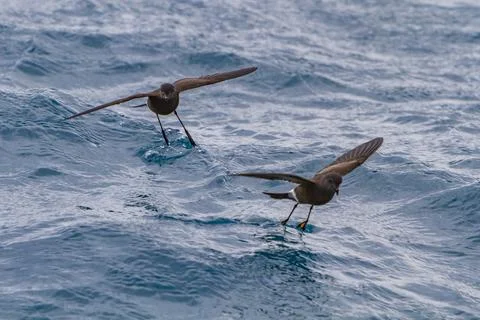Wilsons storm petrels feed on the surface of the water near Elephant Island in Stock Photos