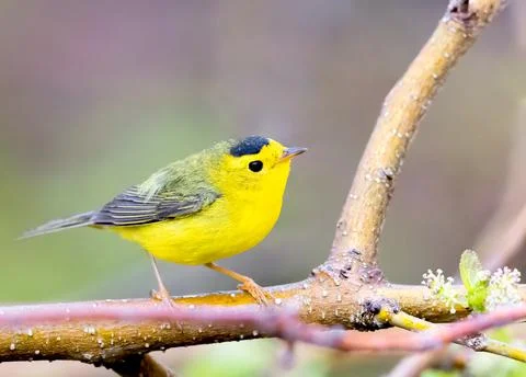 Wilson's warbler perched on a dead tree limb Stock Photos