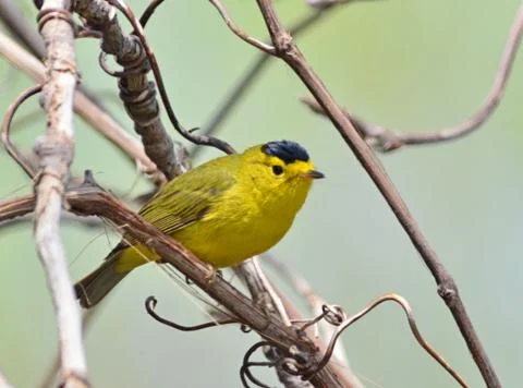 Wilson`s warbler Stock Photos