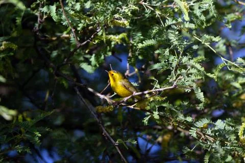 Wilson's Warbler Stock Photos