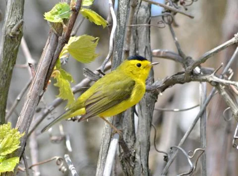 Wilson`s warbler2 Foto stock