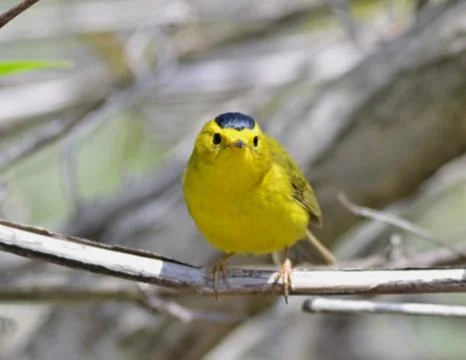 Wilson`s warbler3 Stock Photos
