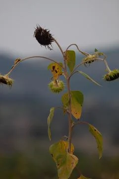 Wilt plant Stock Photos