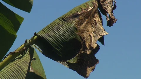 Wilted banana leaf Stock Footage 114613557