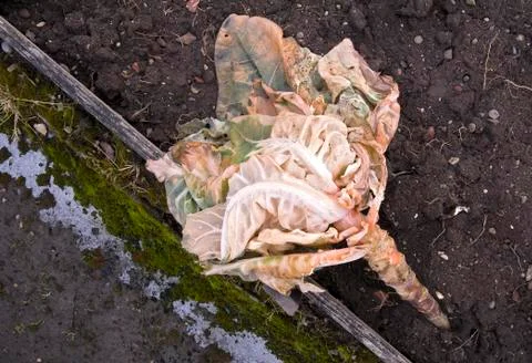 Wilted Cabbage Stock Photos
