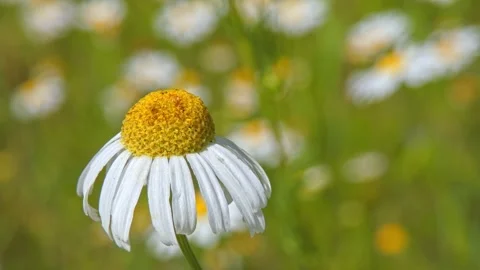 Wilted chamomile flower head with white petals drooping Video stock 329399576