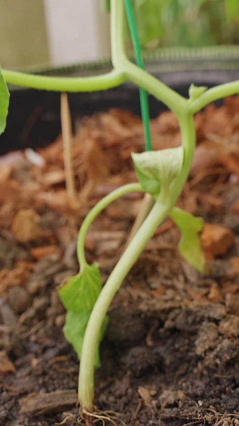 Wilted Climbing Seedling Stands in a Fabric Garden Planter, Close View of Soil, Stock Footage 342599005
