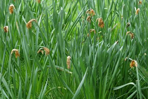 Wilted daffodils. Stock Photos