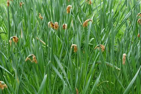 Wilted daffodils Stock Photos