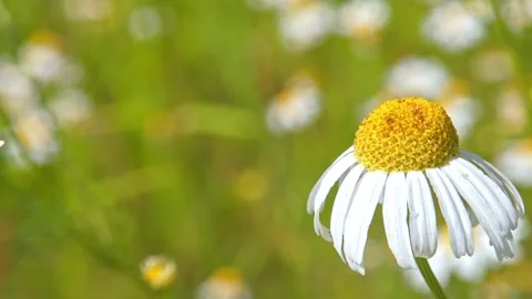 Wilted daisy flower head with drooping petals panning Stock Footage 330302670