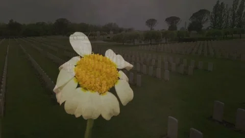 Wilted Daisy Losing Petals Against Blurred Field Background Stock Footage 337732955
