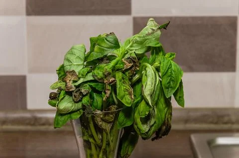 Wilted dry basil in the kitchen Foto stock