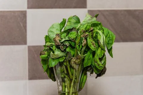 Wilted dry basil in the kitchen Stock Photos