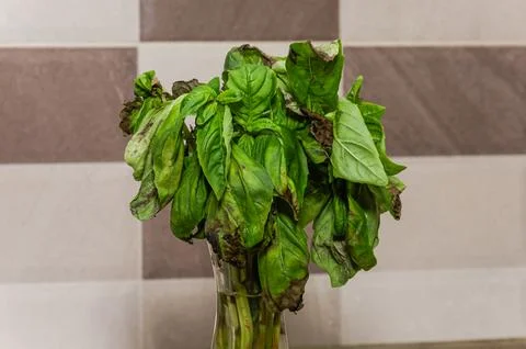 Wilted dry basil in the kitchen Stock Photos