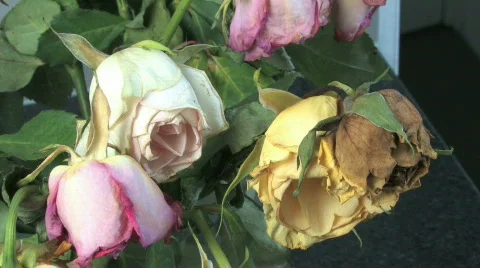 Wilted dutch tulips Stock Footage