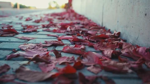 Wilted fallen leaves on the ground Stock Footage 329342024