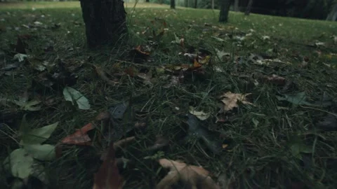 Wilted fallen leaves on the meadow Stock-Footage 234054338