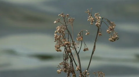 Wilted Flower Stock Footage 119136