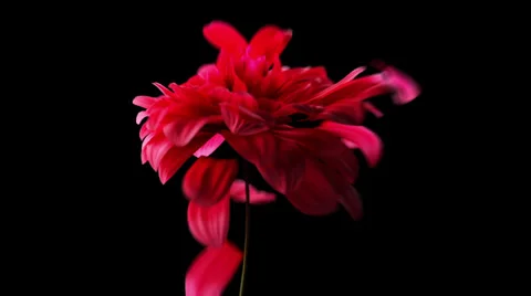 Wilted flower Stock Footage 29834711