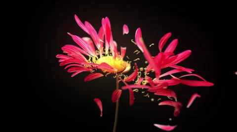 Wilted flower Stock Footage 29834804