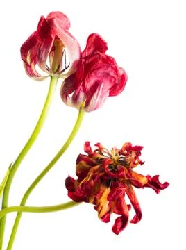 Wilted flower Stock-Fotos
