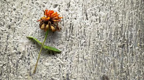 Wilted flower Stock Photos