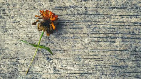 Wilted flower Stock Photos