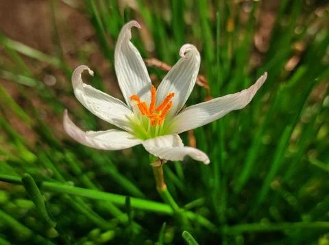 Wilted flower Stock Photos