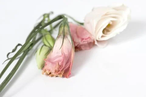 Wilted flowers Stock Photos