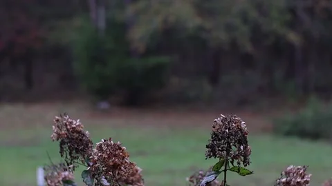 Wilted flowers in the rain Stock Footage 142907043